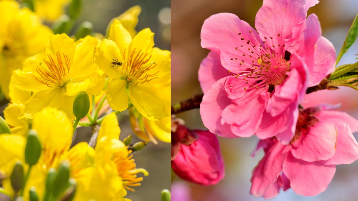 Các loại hoa chưng Tết - Hoa mai và hoa đào