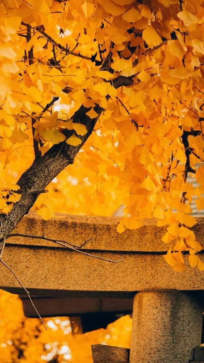 màn hình chính cho người mệnh thổ