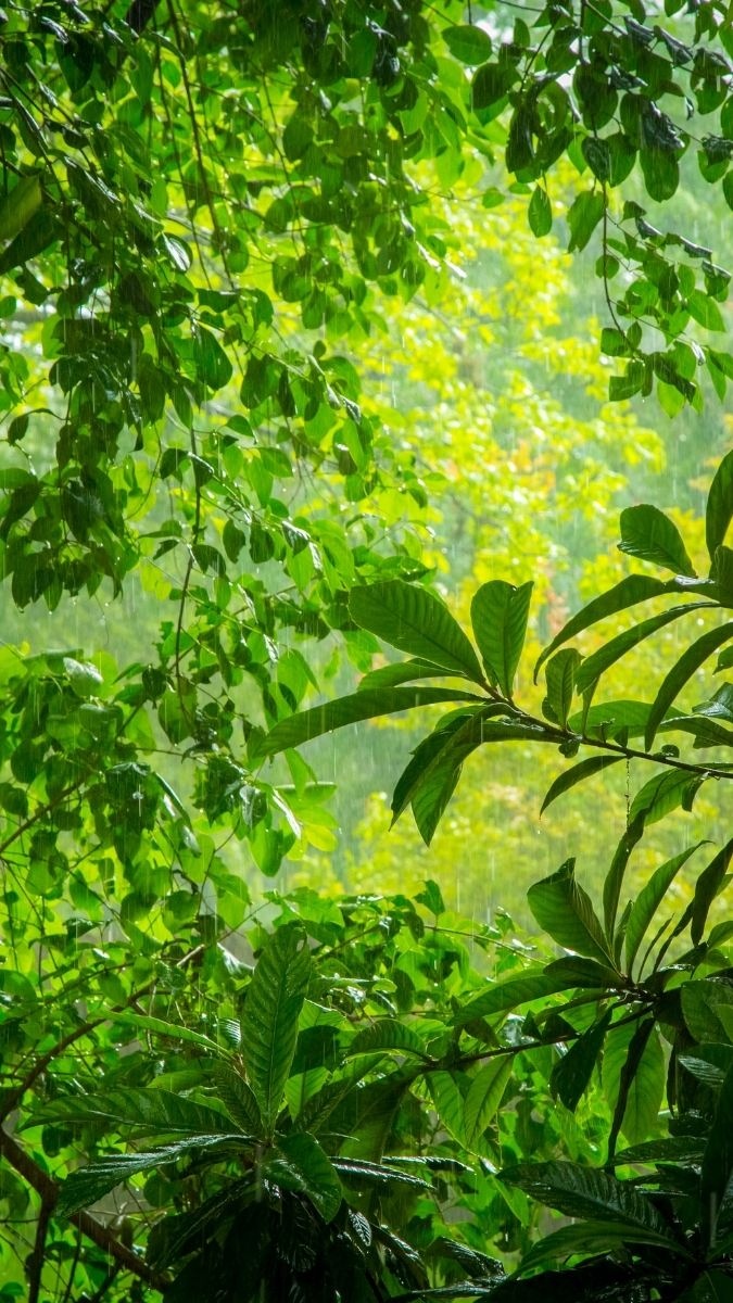 Người mệnh mộc dùng hình nền nào